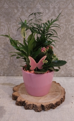 Mixed Indoor Planter
